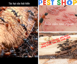 Tác hại của loài kiến