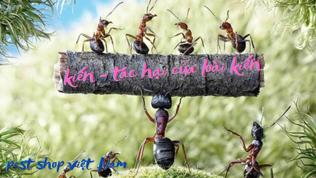 kiến - tác hại của loài kiến