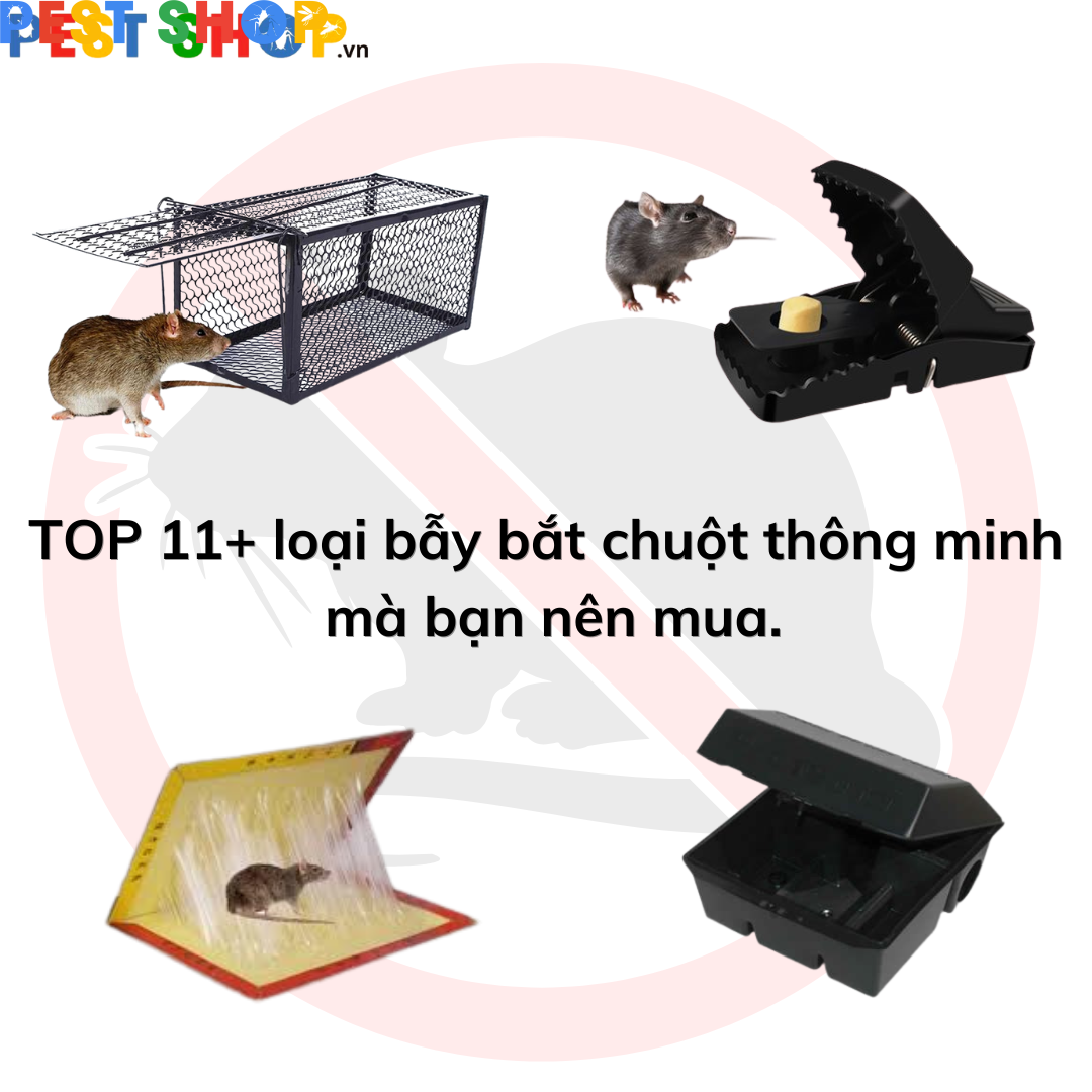 các loại bẫy chuột thông minh