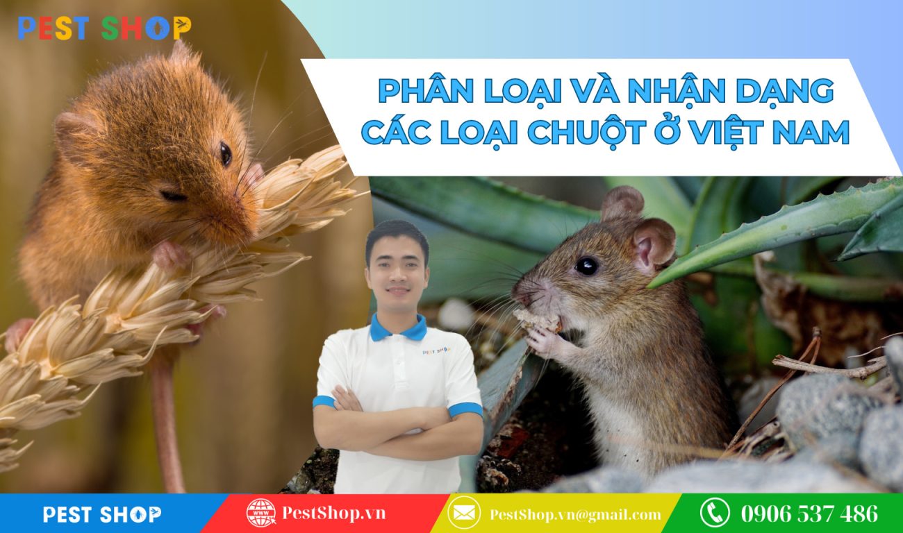 phan-loai-va-nhan-dang-cac-loai-chuot-pho-bien-nhat-o-viet-nam-1