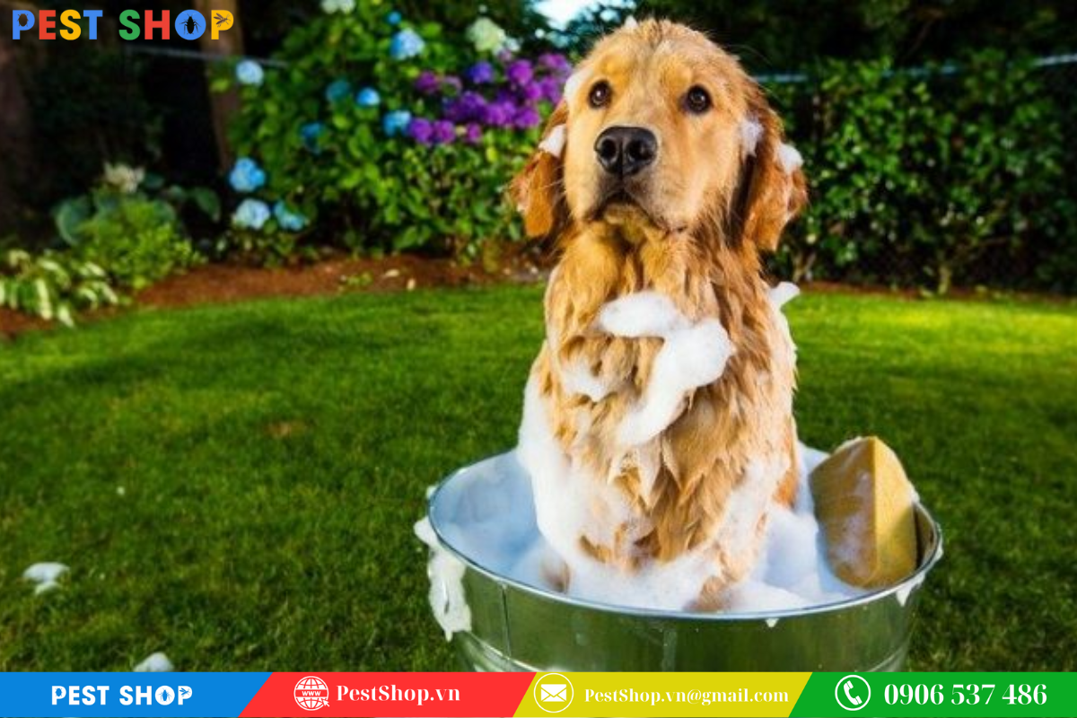 Diệt bọ chét chó bằng cách tắm bằng nước rửa chén