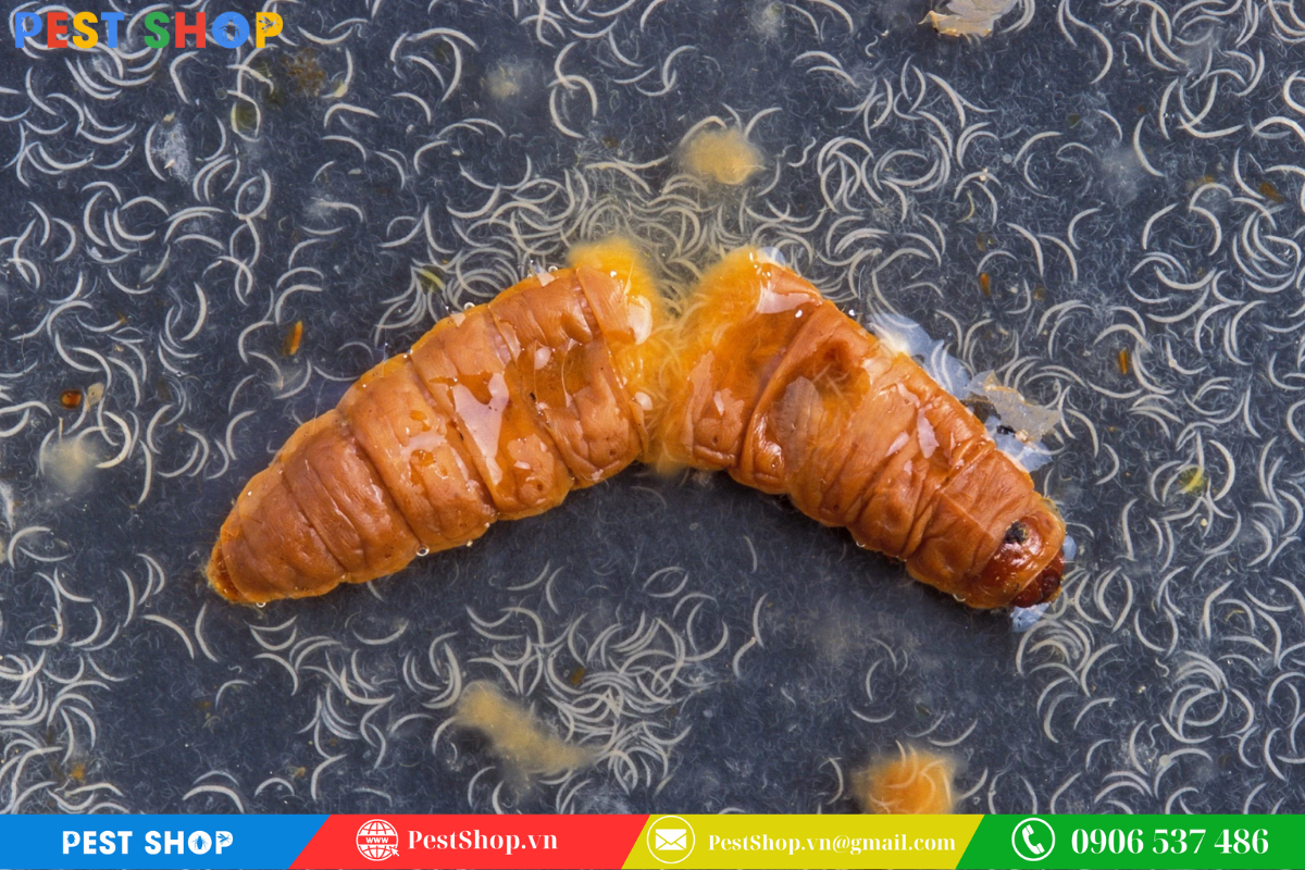 Diệt bọ chét chó bằng tuyến trùng có lợi Steinernema carpocapsae