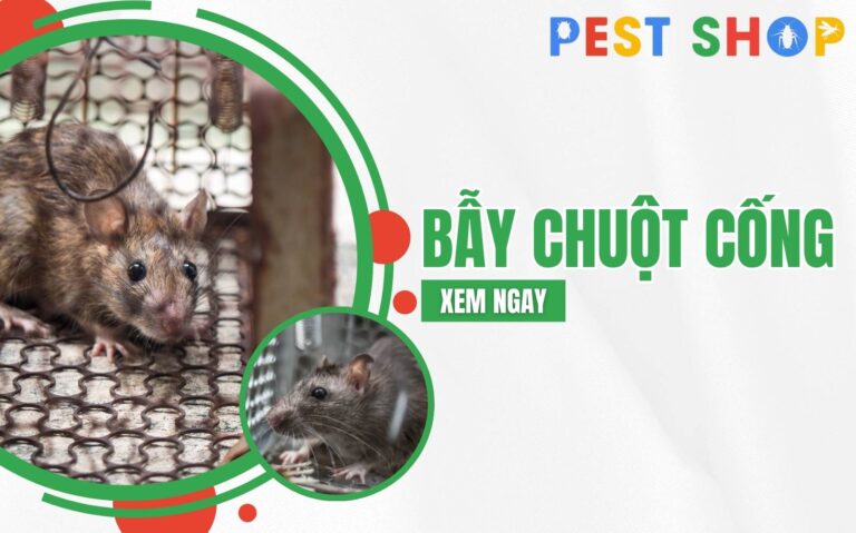 bẫy chuột cống