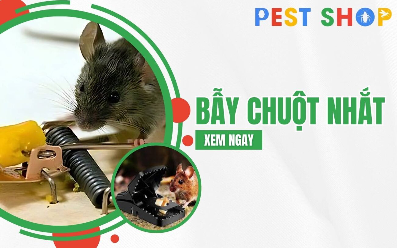 bẫy chuột nhắt