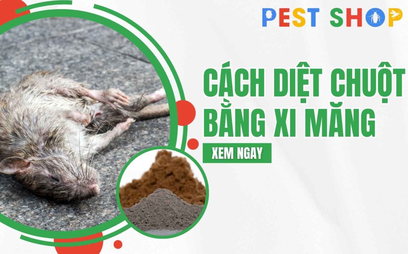 cách diệt chuột bằng xi măng
