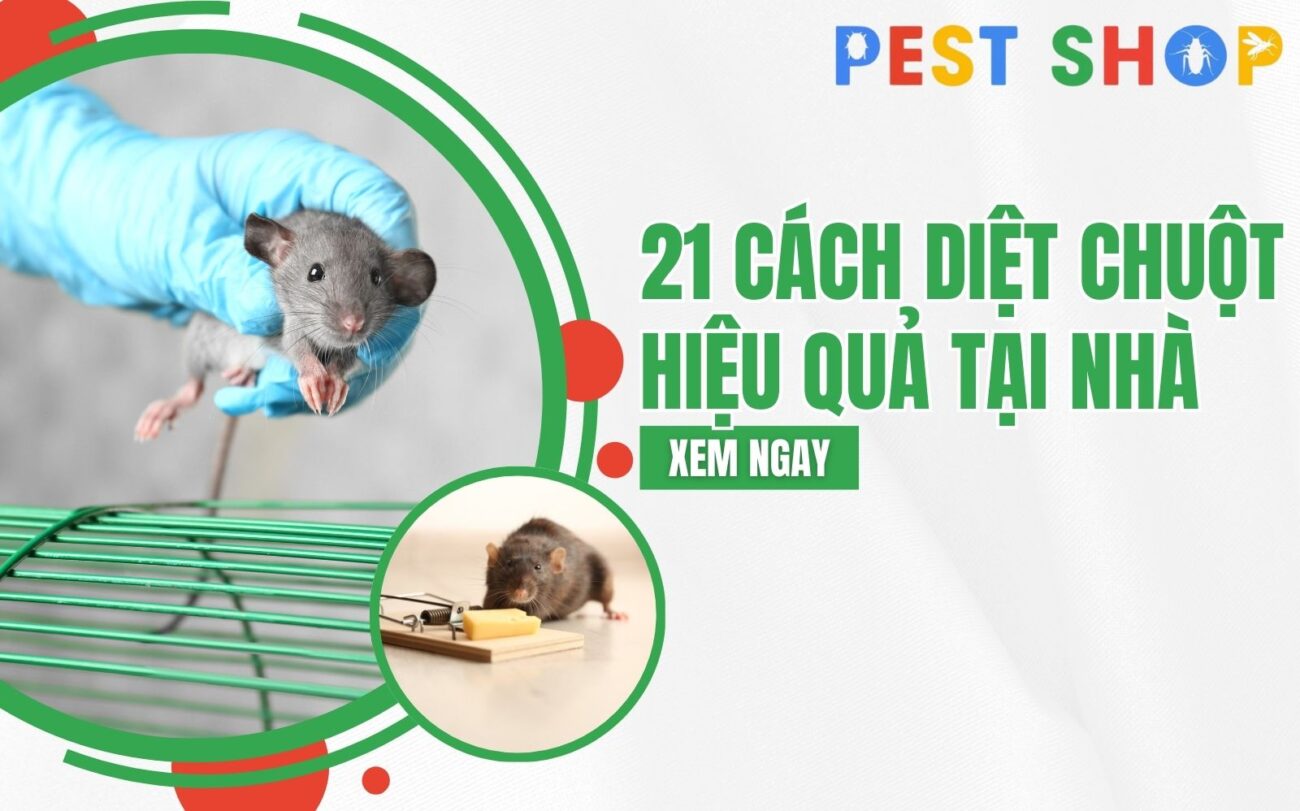 cách diệt chuột hiệu quả