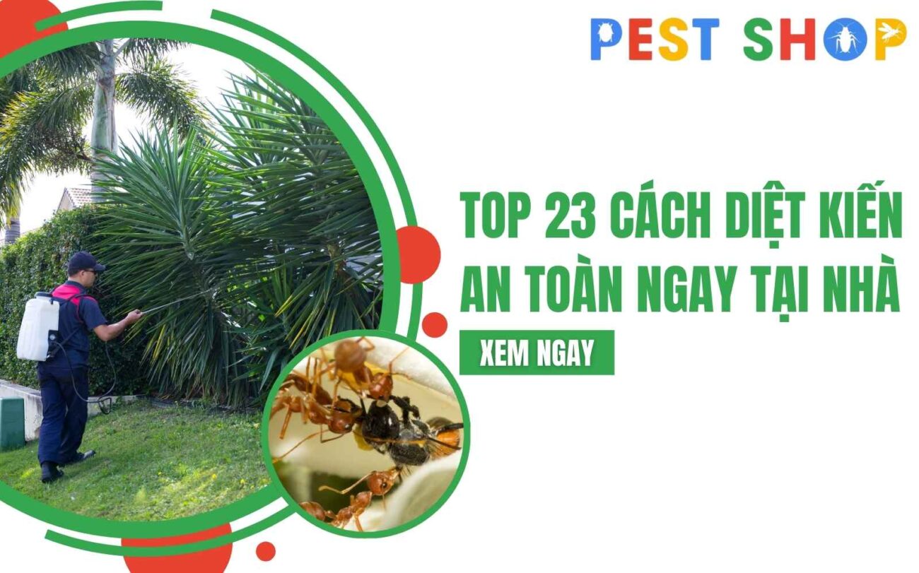 cách diệt kiến