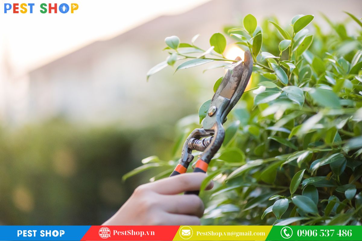 cách diệt nhện