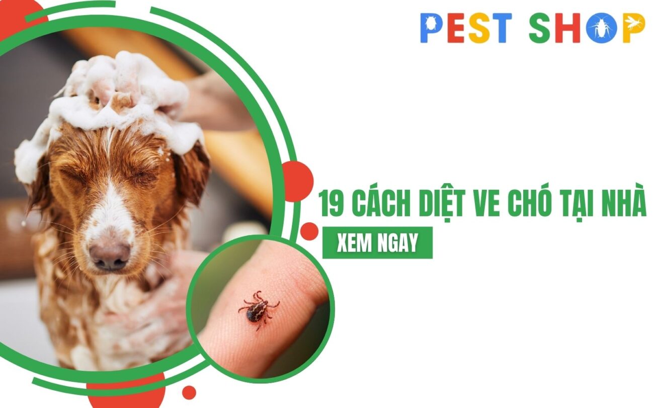 cách diệt ve chó