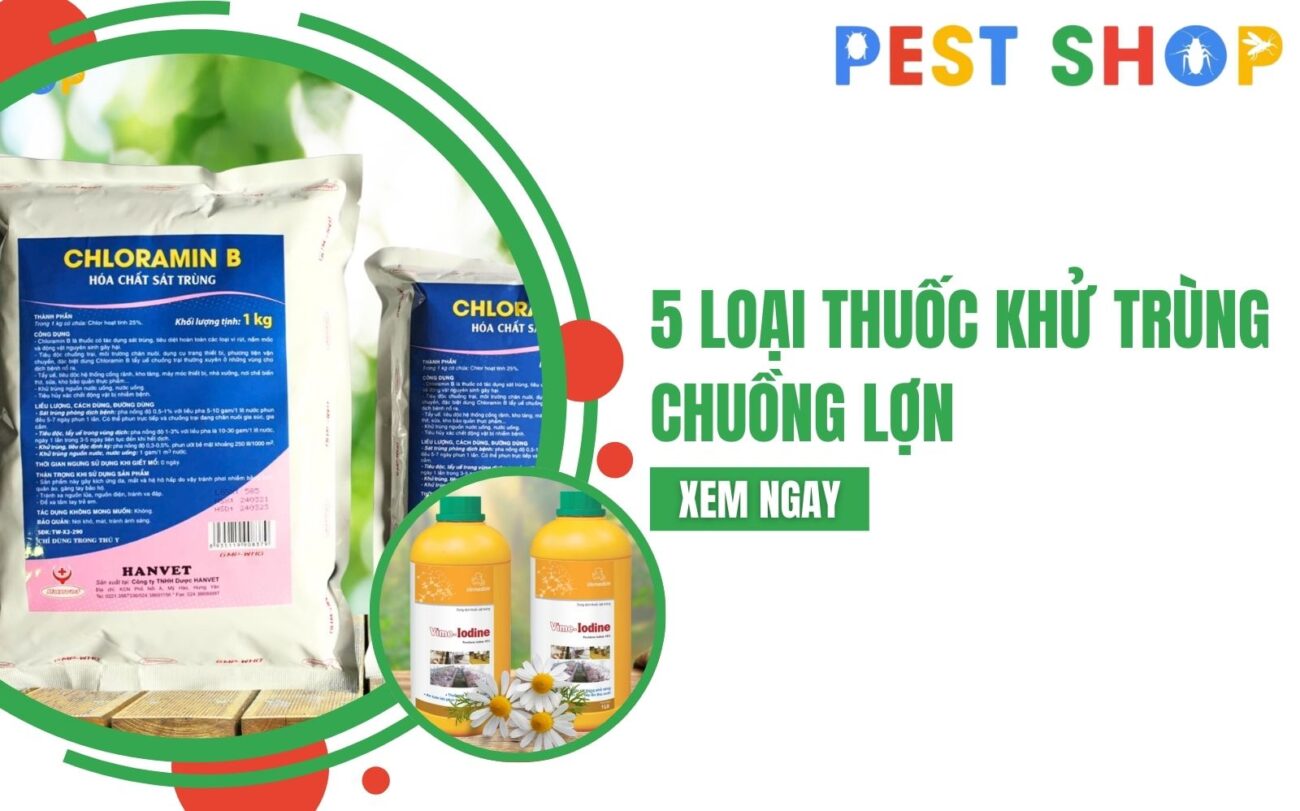 thuốc khử trùng chuồng lợn
