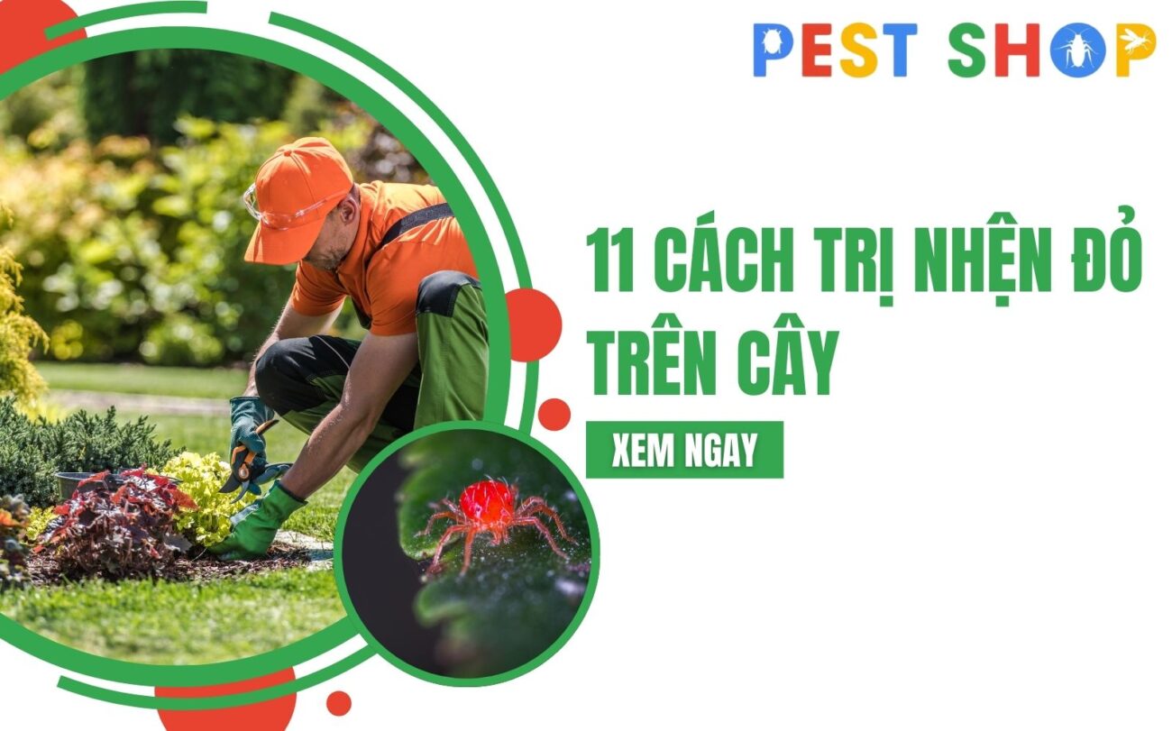 trị nhện đỏ