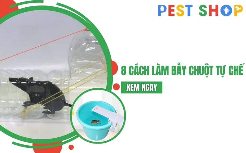 làm bẫy chuột tự chế