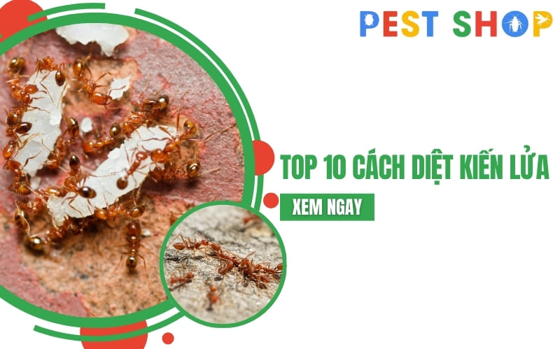 cách diệt kiến lửa