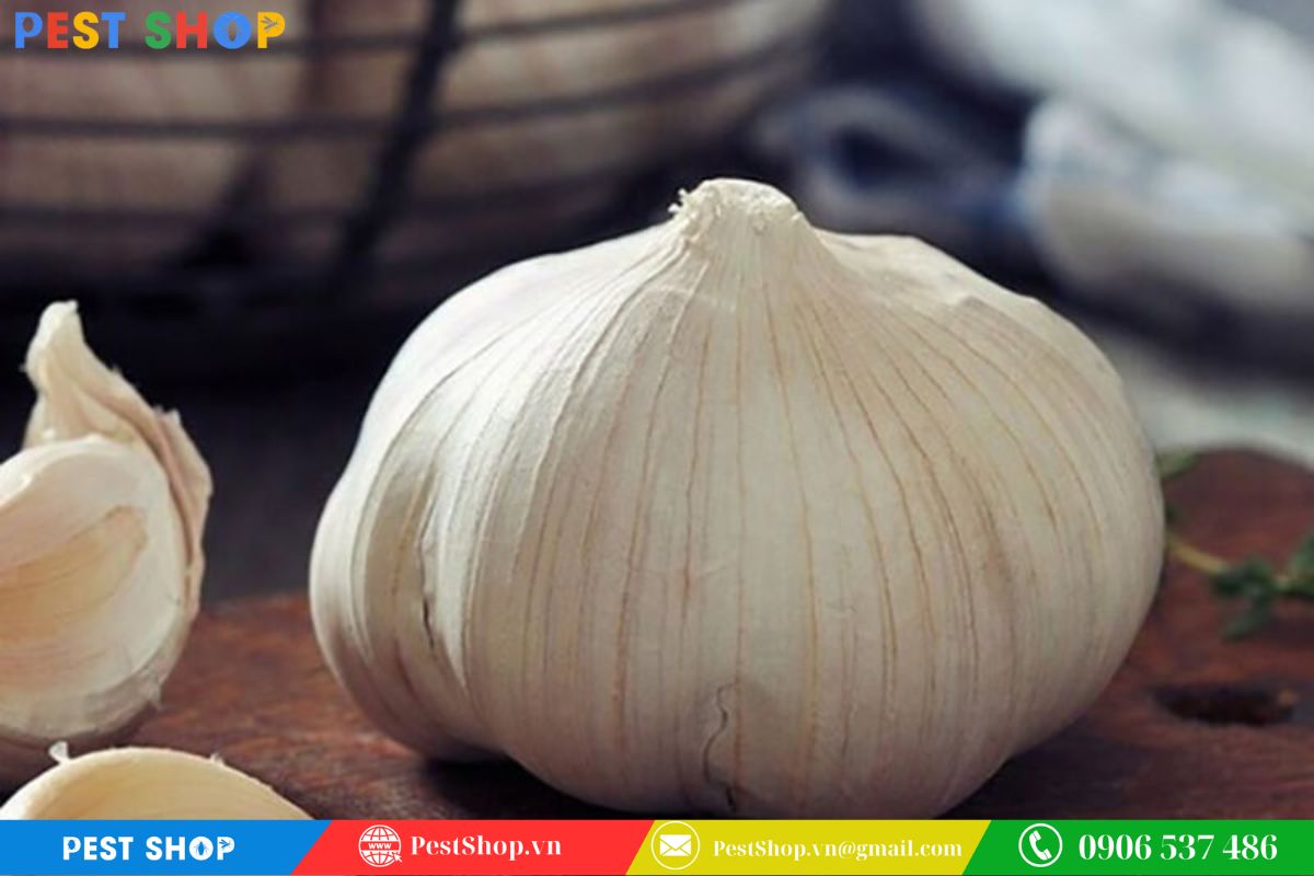Mùi tỏi khiến kiến mất phương hướng