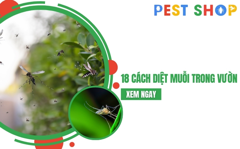 cách diệt muỗi trong vườn