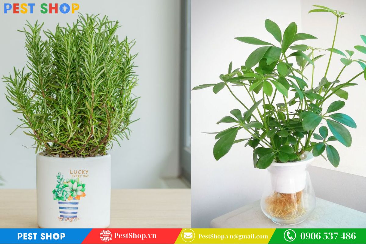 cách đuổi chuột xạ ra khỏi nhà