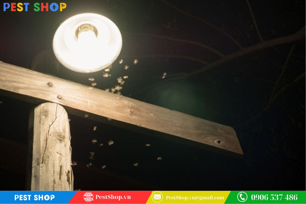 Phương pháp dùng đèn bẫy không giúp diệt ổ kiến