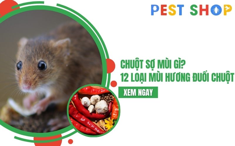 chuột sợ mùi gì