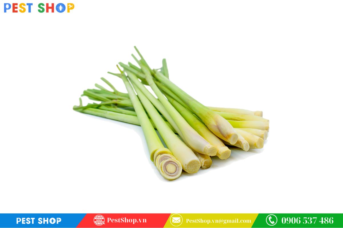 chuột sợ mùi gì