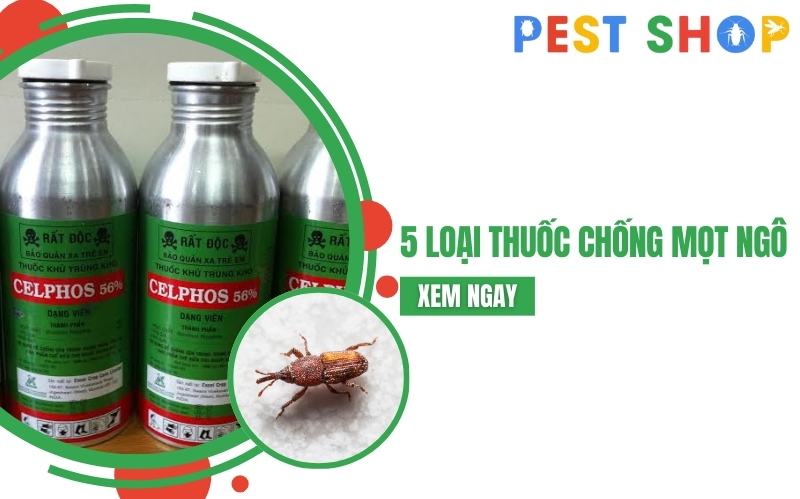 thuốc chống mọt ngô