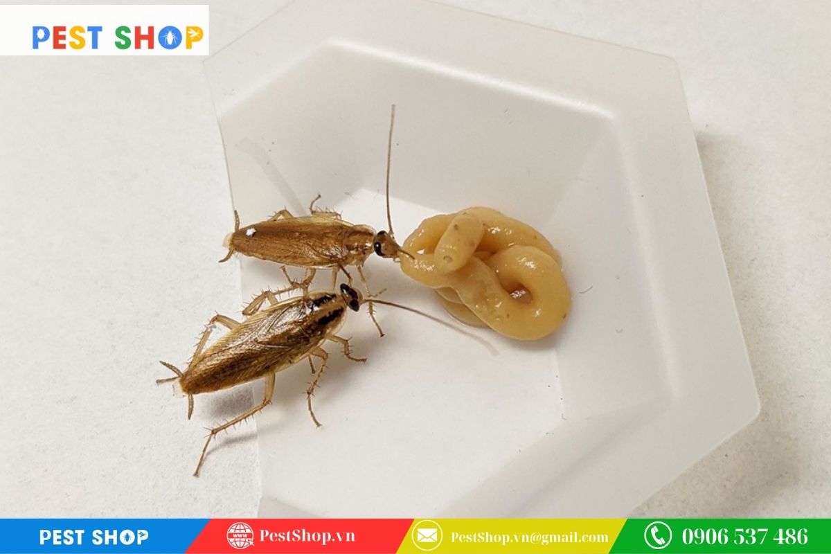 Kiểm tra độ ẩm và trạng thái kết cấu của thuốc