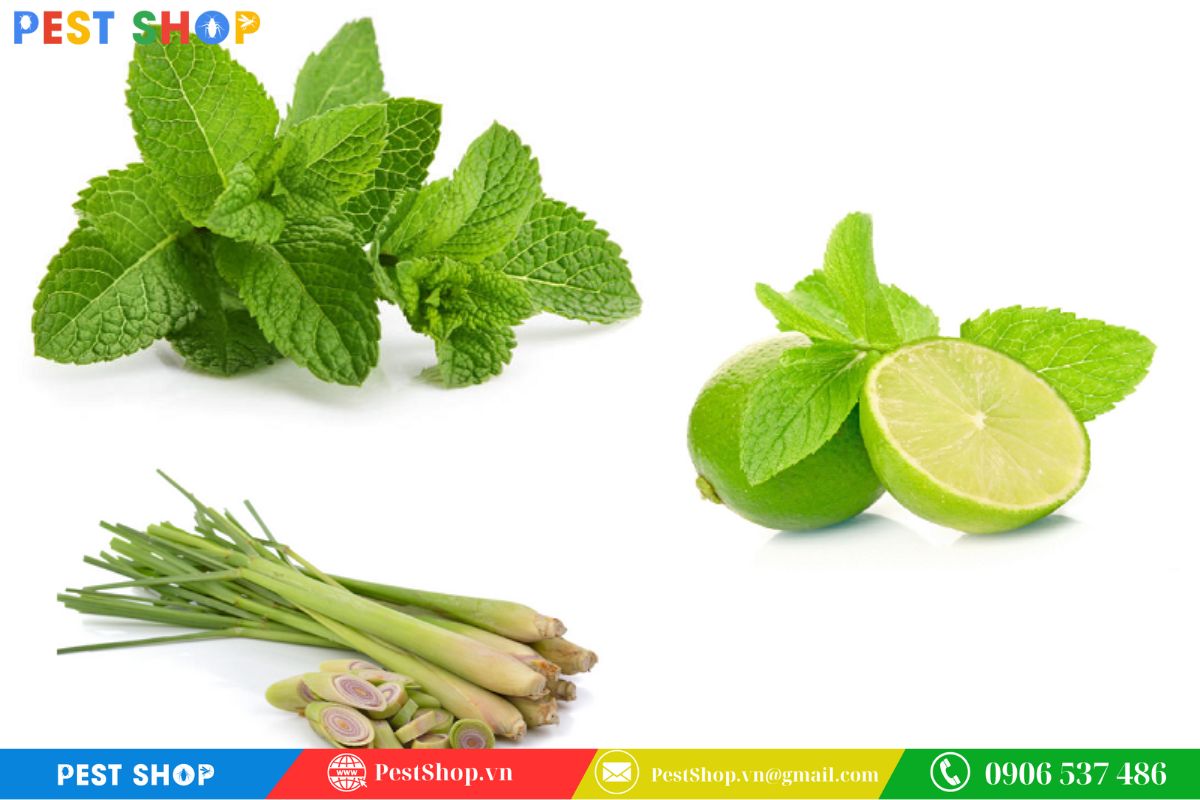 Sử dụng các biện pháp đuổi muỗi tự nhiên hỗ trợ