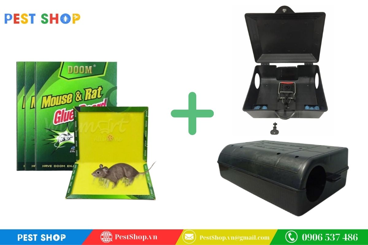 Kết hợp hộp bẫy Bio Pest Home với keo dính chuột