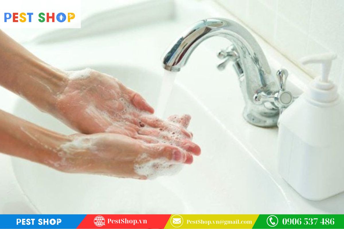 Khử trùng khu vực đặt bẫy và rửa tay kỹ lưỡng