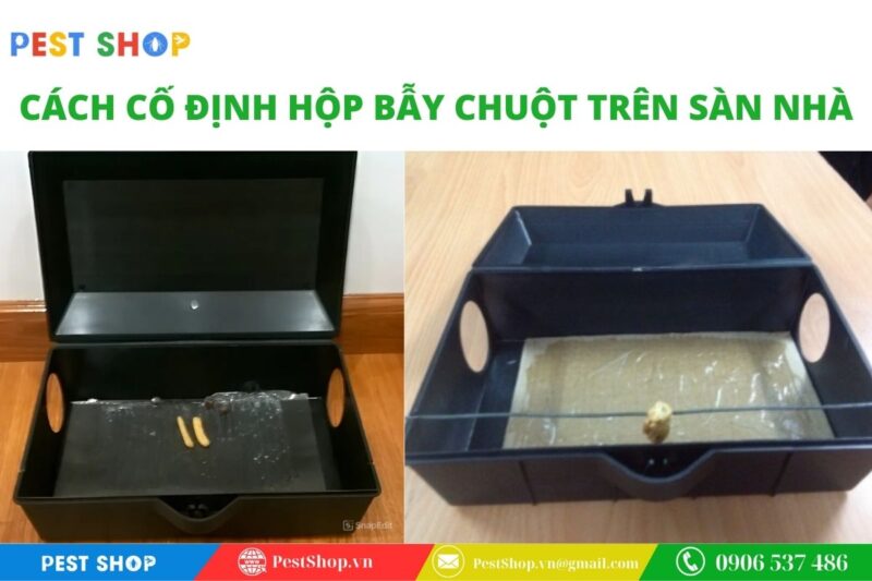 Cách cố định hộp bẫy chuột trên sàn nhà