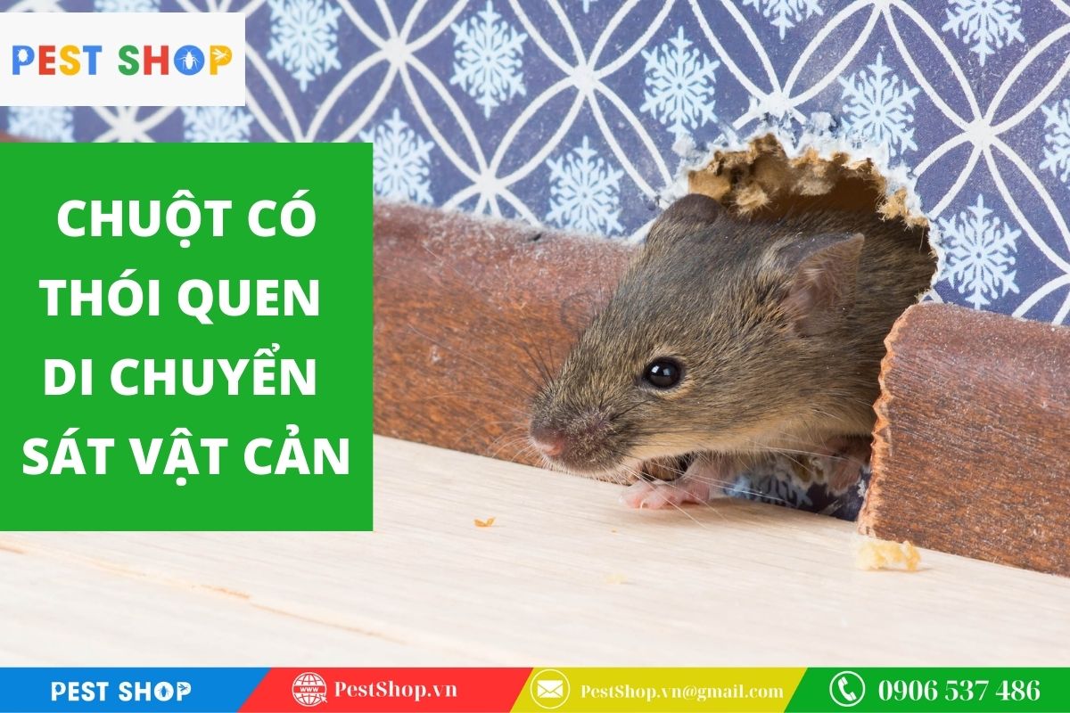 Tập tính phản xạ tiếp xúc Thigmotaxis của loài chuột