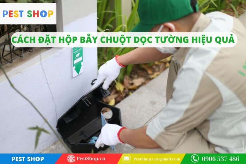 Hướng dẫn cách đặt hộp bẫy chuột dọc tường hiệu quả nhất hiện nay