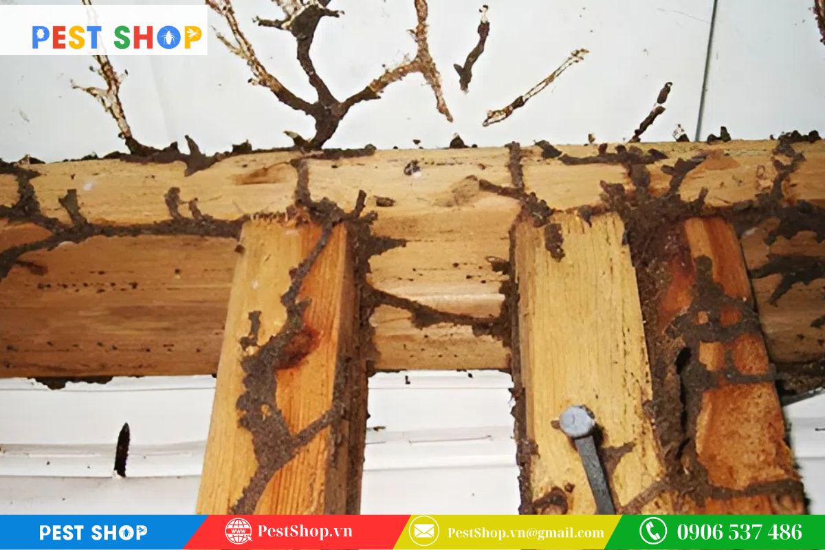 Nguy cơ mối không được tiêu diệt tận gốc và bùng phát mạnh hơn