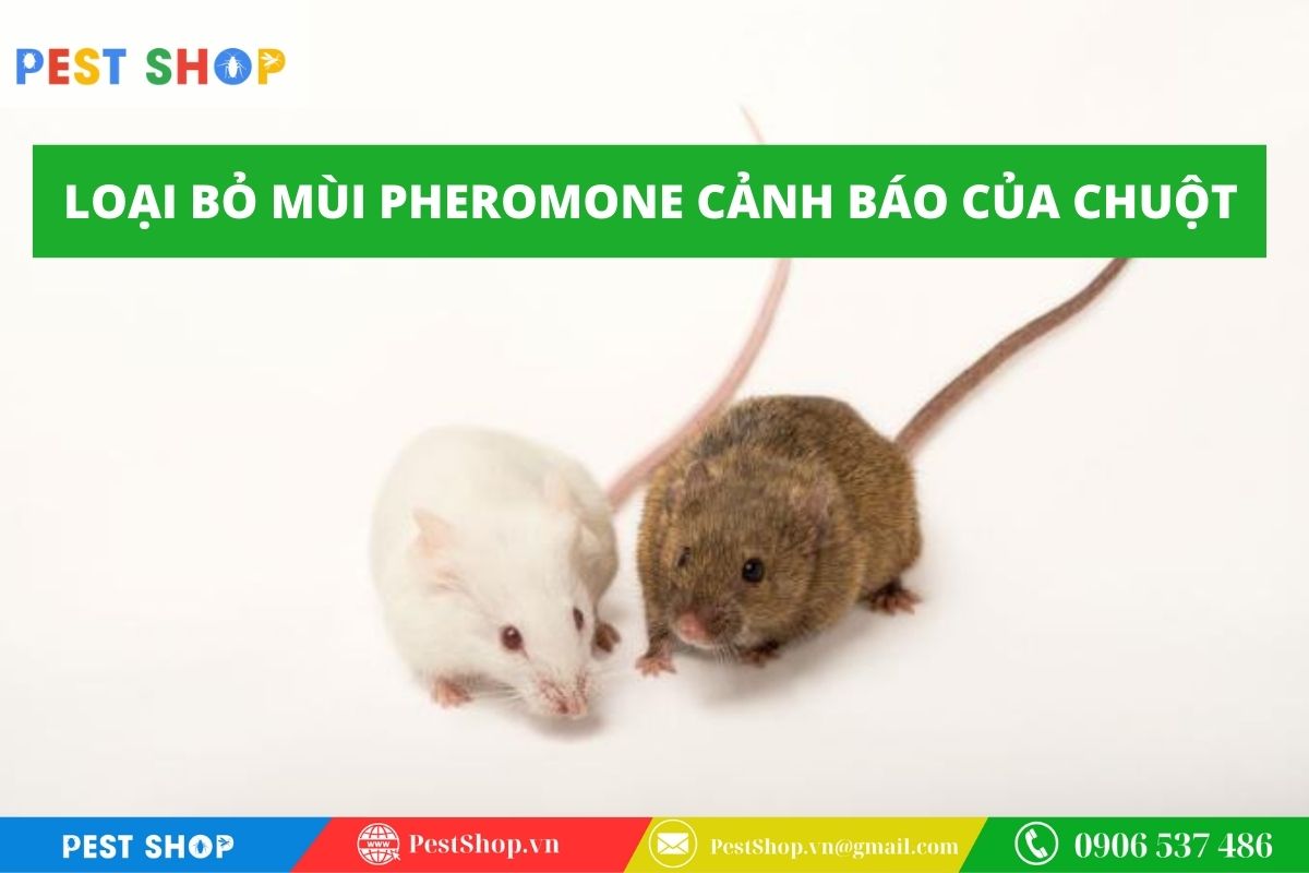Loại bỏ mùi pheromone cảnh báo của chuột