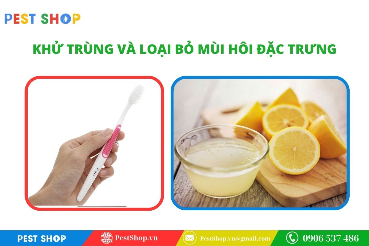 Khử trùng và loại bỏ mùi hôi đặc trưng