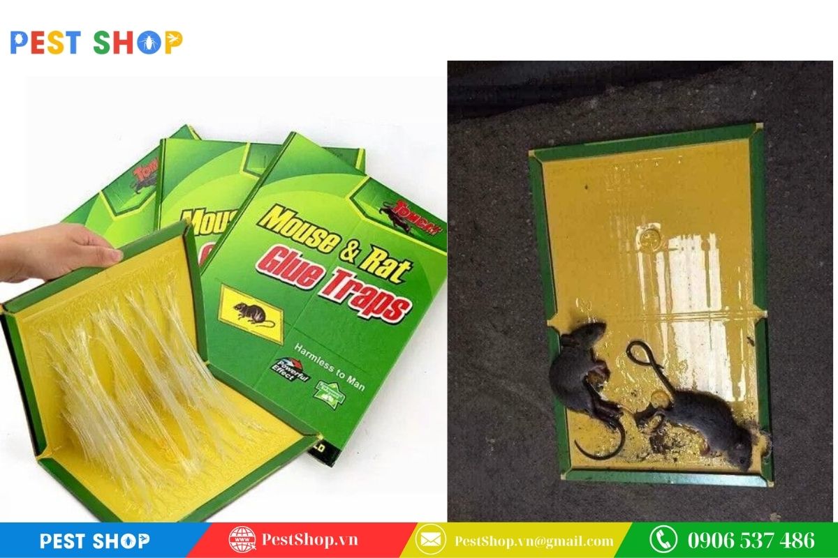 Dọn chuột cực nhanh với bẫy giấy tiện lợi