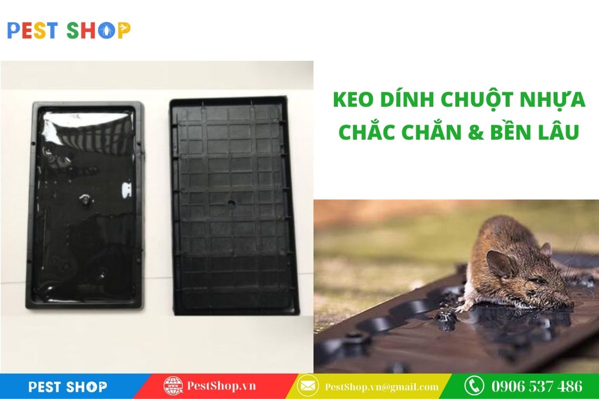Giải pháp diệt chuột bền bỉ với bẫy nhựa siêu dính