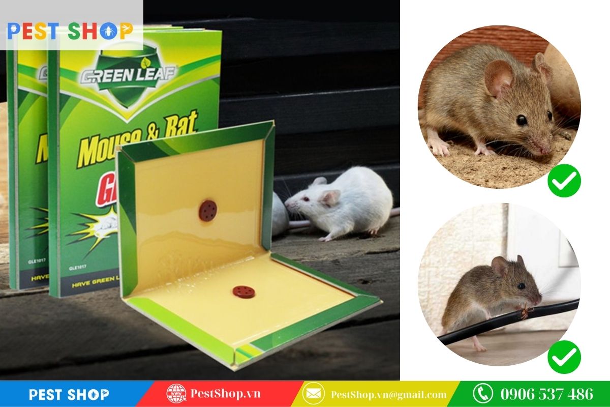 Khi nào bạn nên ưu tiên sử dụng bẫy keo giấy