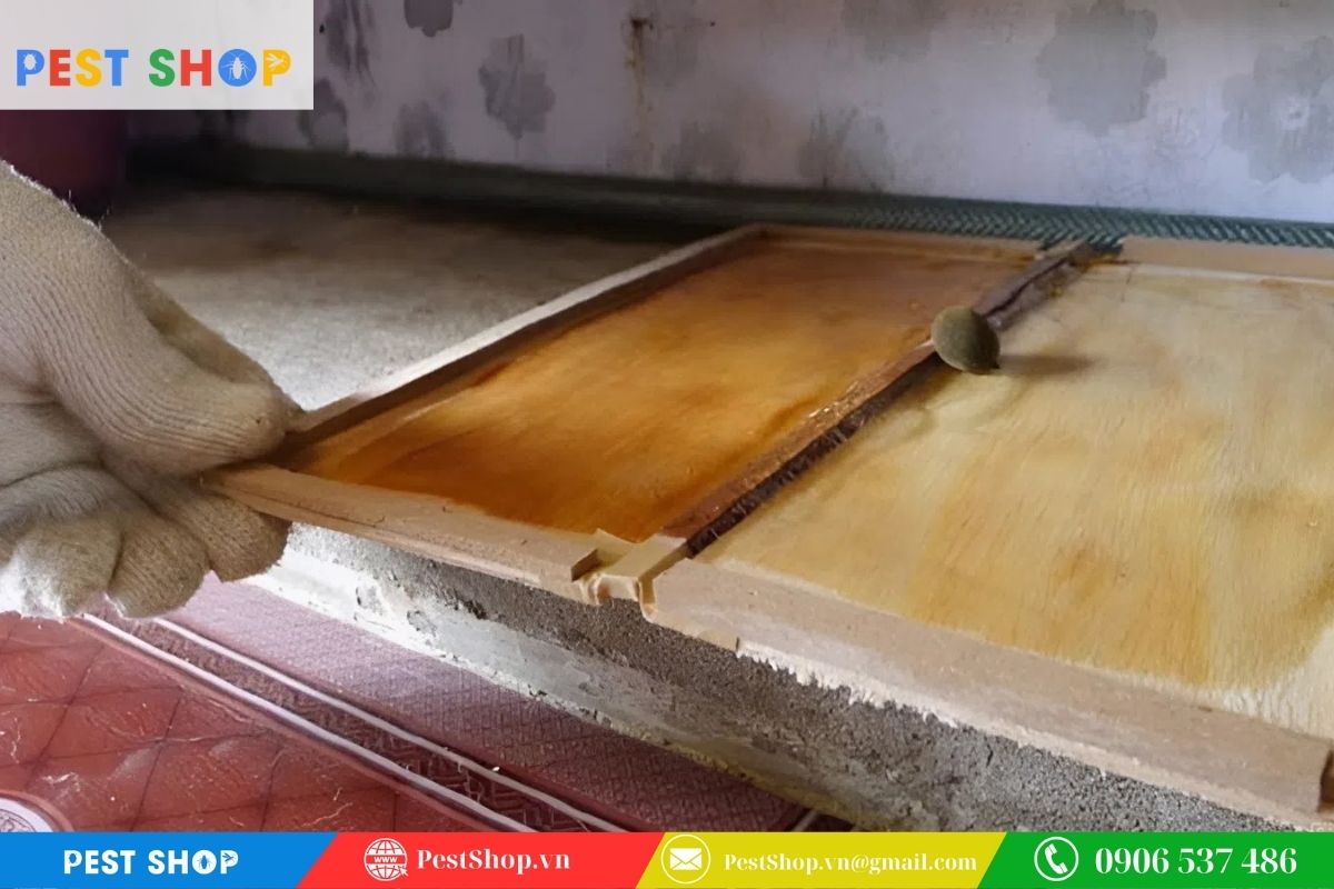 Vị trí đặt bẫy dọc theo đường đi của chuột