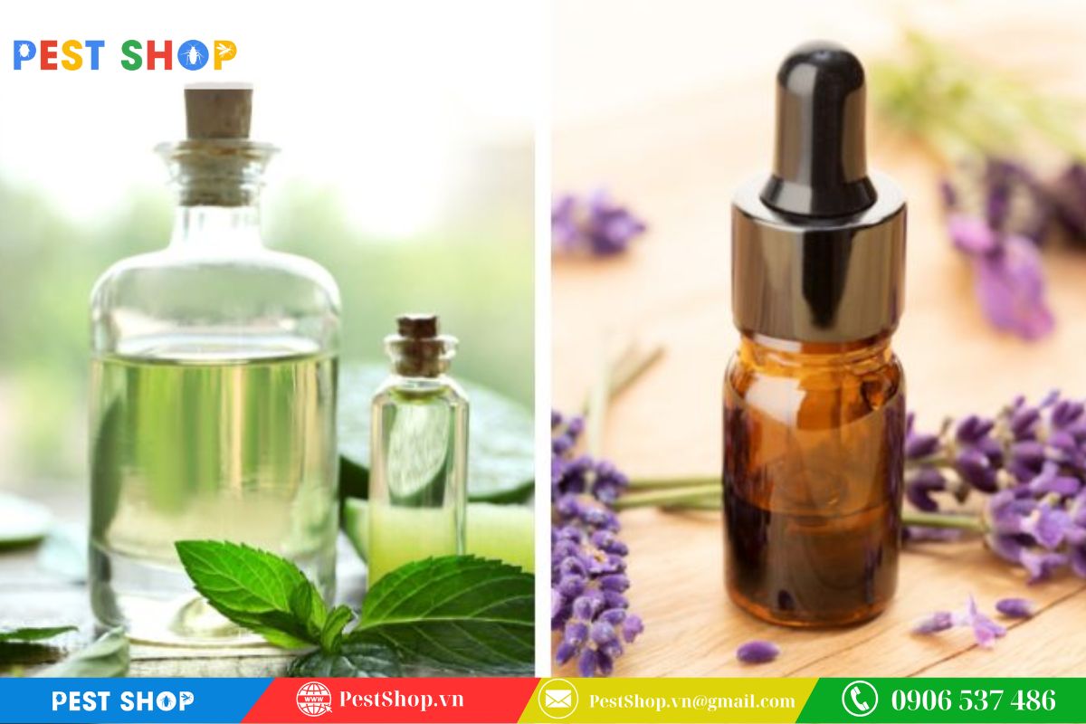 Tinh dầu oải hương và bạc hà