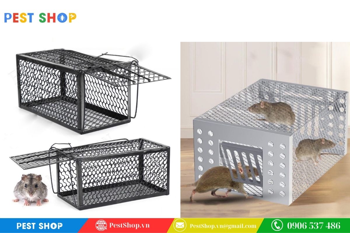 Tính nhân đạo trong việc bắt sống chuột