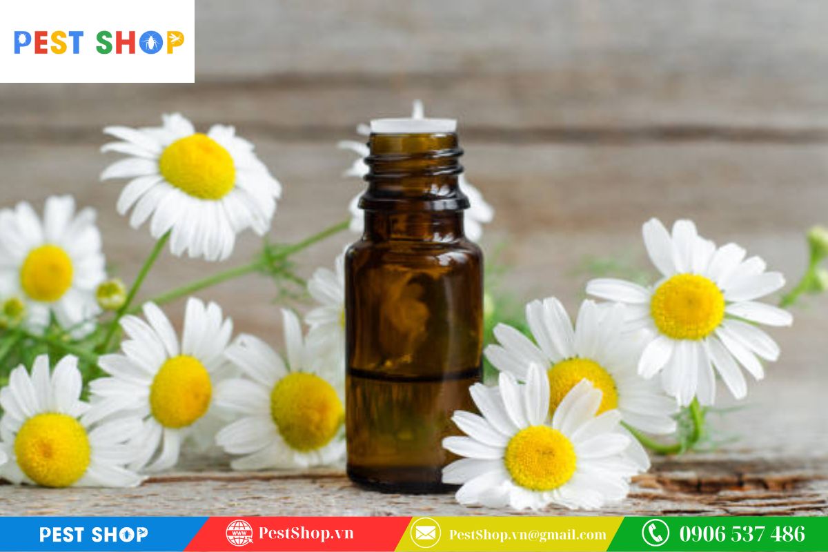 Sự khác biệt về mùi hương và mức độ ảnh hưởng đến không gian sống