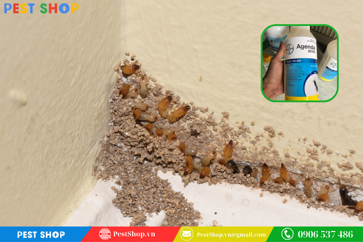 Hiệu ứng lây nhiễm Domino của Agenda 25EC