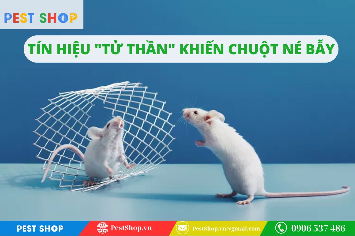 Mùi tử khí và tín hiệu cảnh báo từ đồng loại