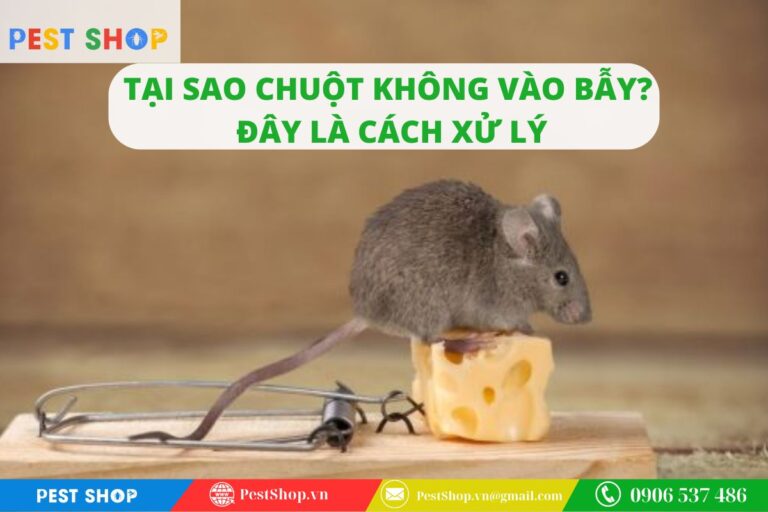tại sao chuột không vào bẫy và cách xử lý
