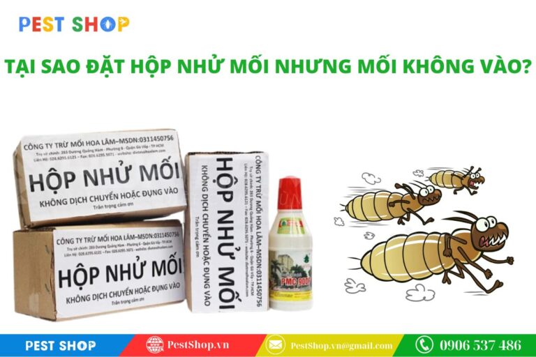 tại sao đặt hộp nhử mối nhưng mối không vào