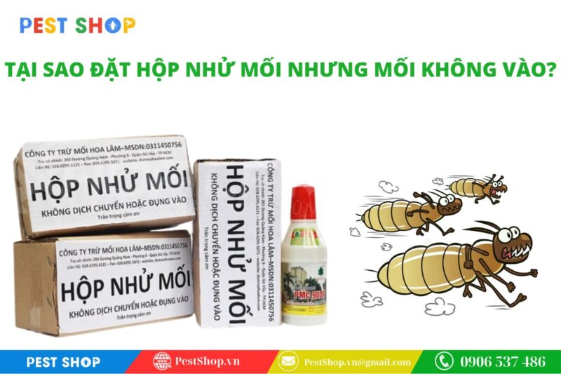 tại sao đặt hộp nhử mối nhưng mối không vào
