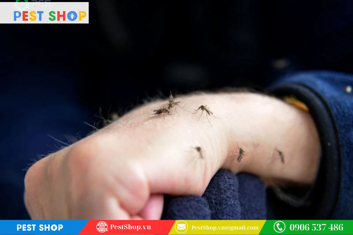 tai sao den diet con trung khong thu hut duoc muoi 3 Đặc điểm khác biệt của các loài muỗi tại Việt Nam