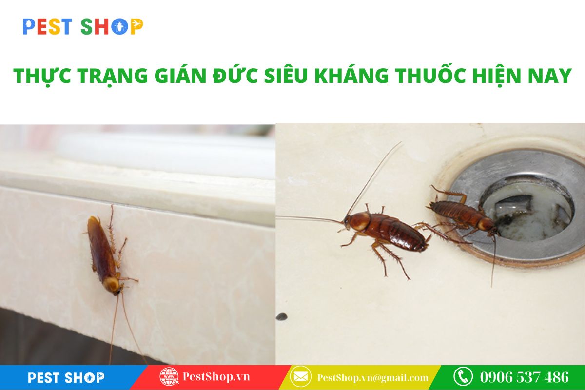 tai sao dung thuoc xit gian thuong khong hieu qua 3 Sự trỗi dậy của gián Đức siêu kháng thuốc tại Việt Nam