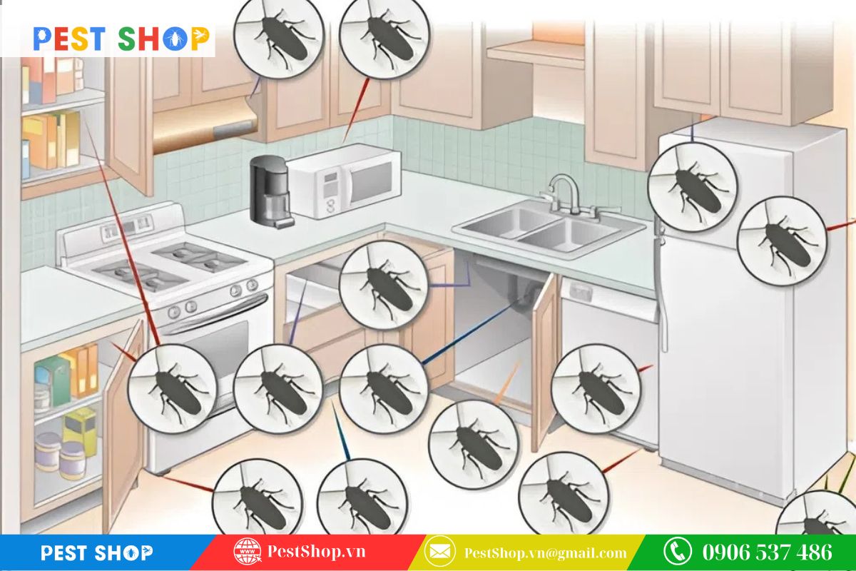 tai sao dung thuoc xit gian thuong khong hieu qua 5 Sự hình thành các ổ gián nhỏ rải rác khắp không gian sống