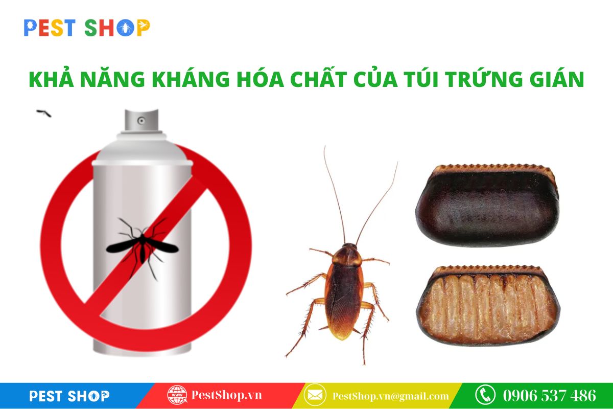 tai sao dung thuoc xit gian thuong khong hieu qua 6 Cấu trúc vỏ protein bảo vệ túi trứng ootheca khỏi hóa chất